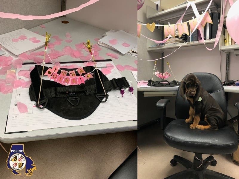 A bloodhound named Miss Mutzy Rae Daisy of Baltimore County is in the midst of a 10-month training