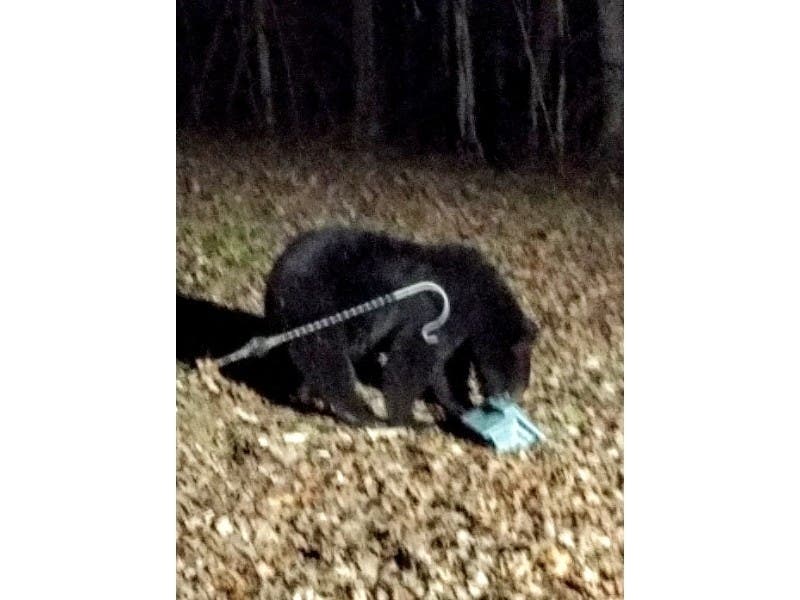 A bear visited a Harford County home and cleaned out all bird feeders in sight.