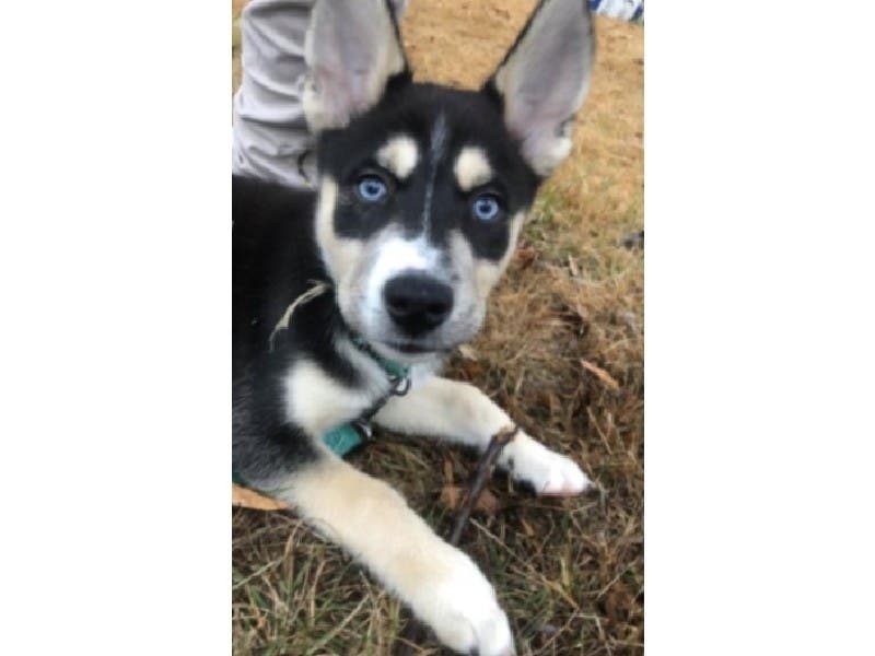 A puppy named Lobo was taken from his owner at gunpoint in Landover and reunited with his family the following day, police said.