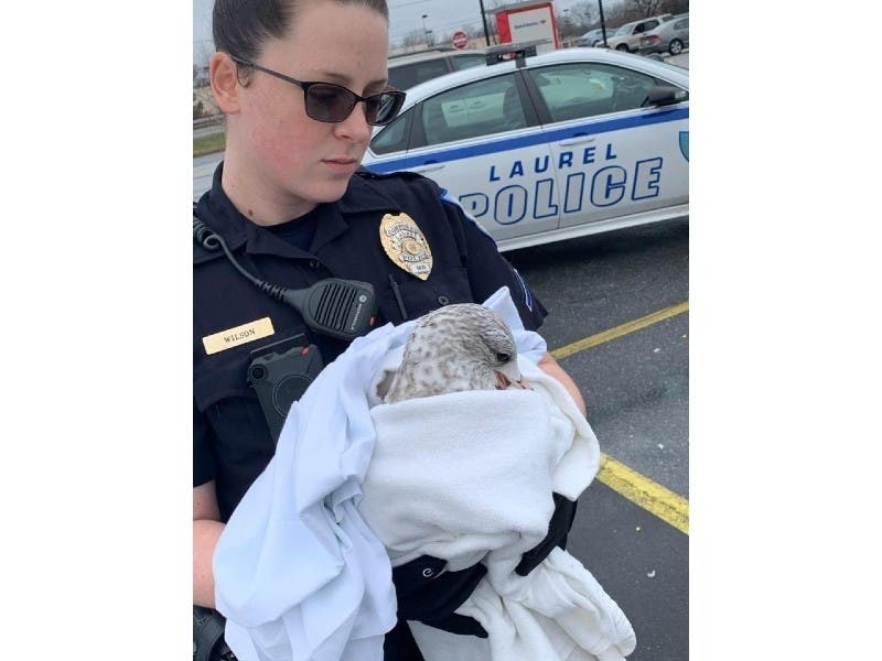 Cpl. Wilson rescued one of the injured birds, which was taken to a wildlife rescue in hopes of repairing its broken wing, police said. At least 10 other birds were killed.