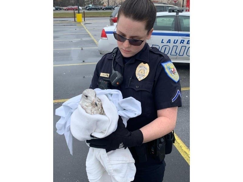 Police said someone lured seagulls to a parking lot with popcorn in Laurel Saturday, Jan. 4, then ran them over with a car. There's a $5,000 reward for information.