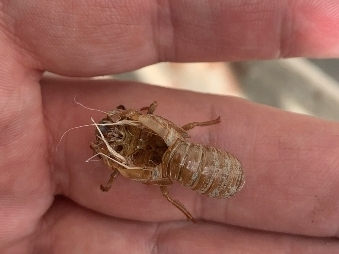 After 17 years of feeding on roots and sap below ground, the cicadas have pushed above the surface, leaving exoskeletons behind in Maryland.