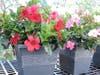 Plants, hanging baskets and cut flowers, all locally grown will be available