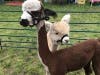Come and visit the alpacas from Clear Mountain Alpacas