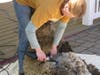 Sheep shearing demonstration begins at 10:00