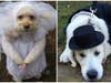 Bring your pets dressed in their Halloween finery and join the fun!
