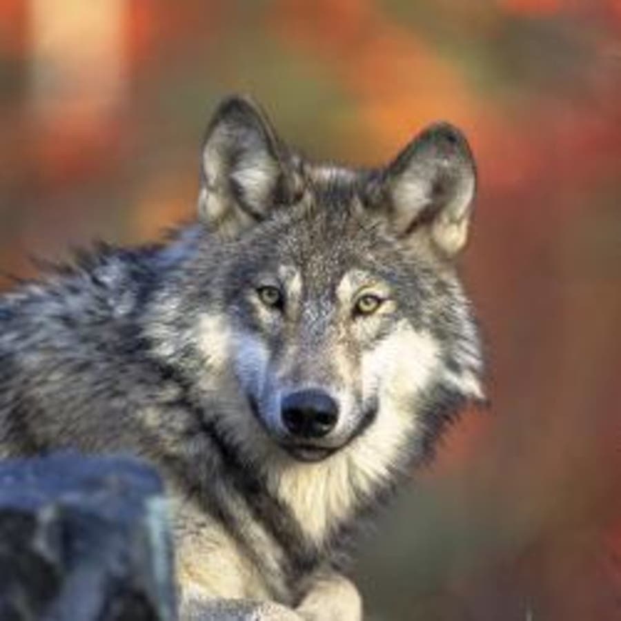 The government will try to restart the process to take the gray wolf of the endangered species list.