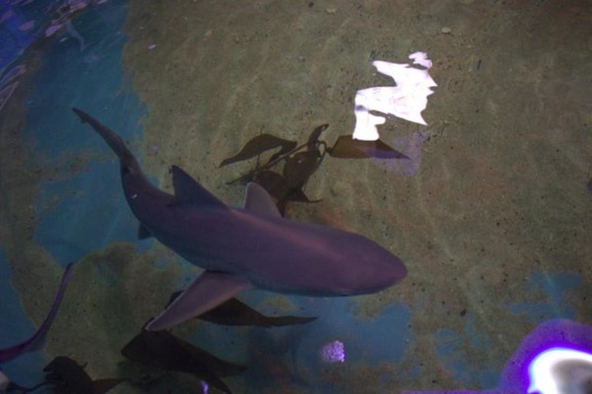 Seven live sharks were found in an above-ground pool in the basement of a Dutchess County home in 2017.