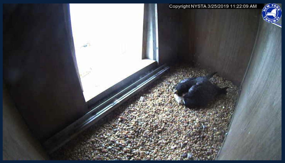A webcam installed on the new bridge shows the day-to-day lives of a pair of peregrine falcons.