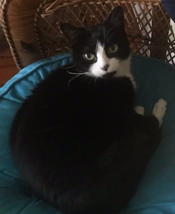 Kit Kat is missing in Irvington. Have you seen her?