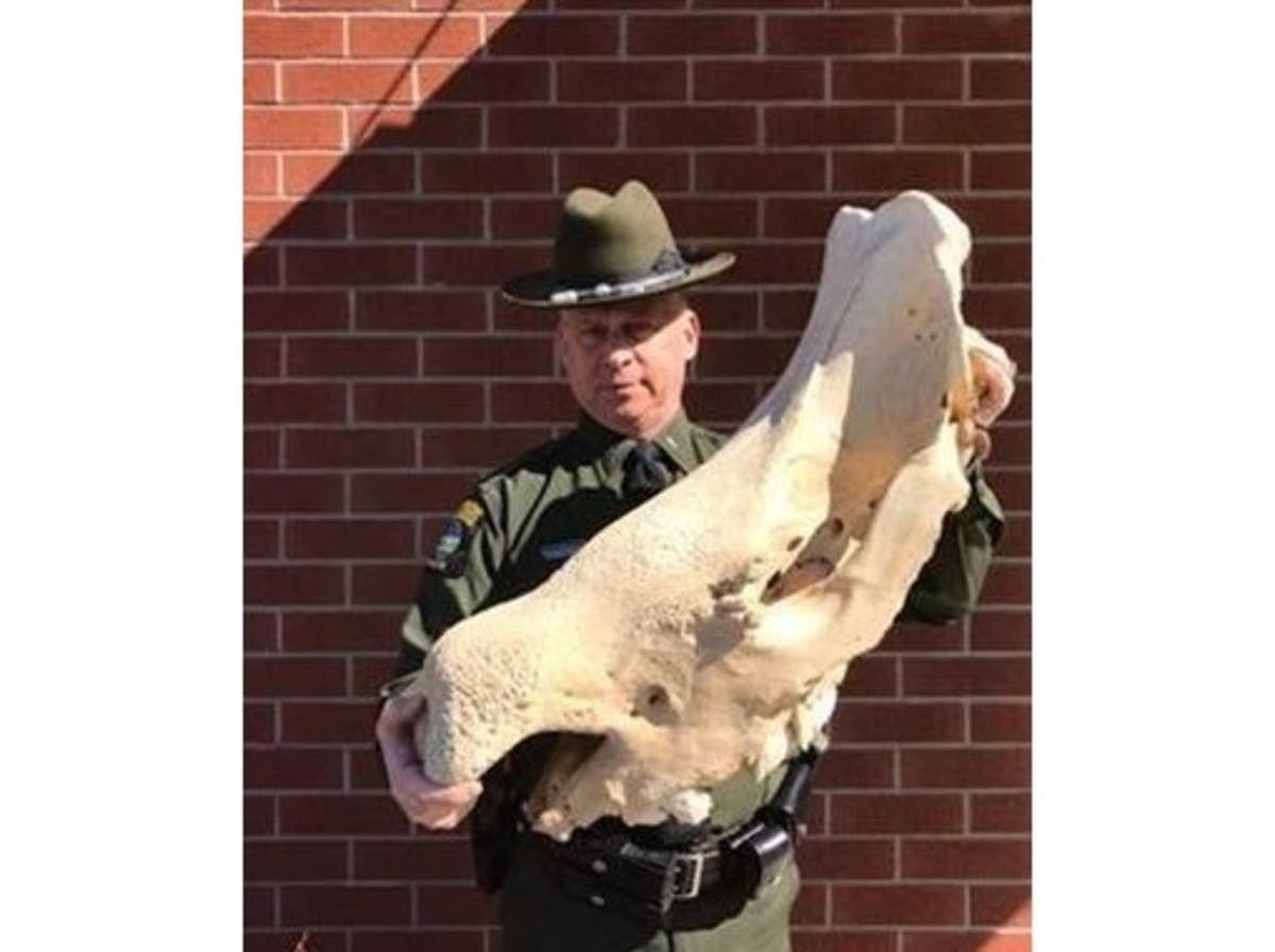 Lt. Kevin Beiter holding the confiscated black rhino skull.
