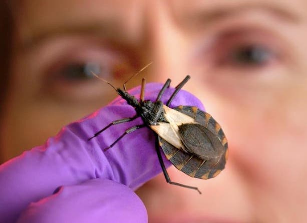 The treacherous “kissing bug” has made its way far north in the United States, threatening human and pet health.