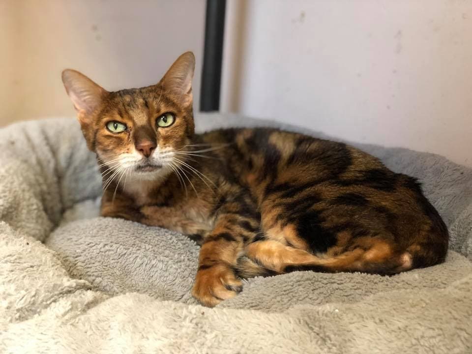 Hunter is waiting to be adopted.