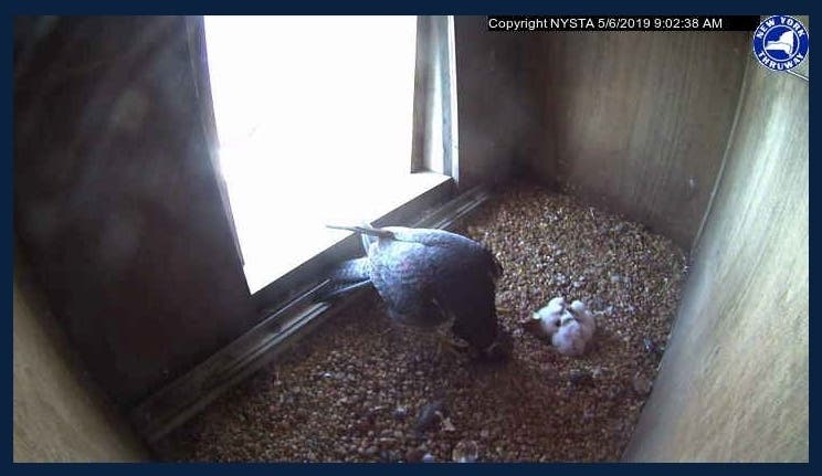 A screenshot from the FalconCam at the top of one of the Gov. Mario M. Cuomo Bridge towers show chicks have hatched.