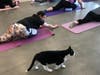 Cat Yoga allows felines and humans to interact at the Dutchess County SPCA.