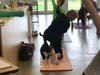 Cat Yoga allows felines and humans to interact at the Dutchess County SPCA.