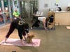 Cat Yoga allows felines and humans to interact at the Dutchess County SPCA.