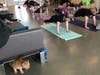 Cat Yoga allows felines and humans to interact at the Dutchess County SPCA.