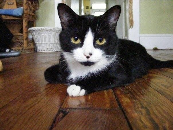 Kit Kat was missing in Irvington, but was found by a group of children.