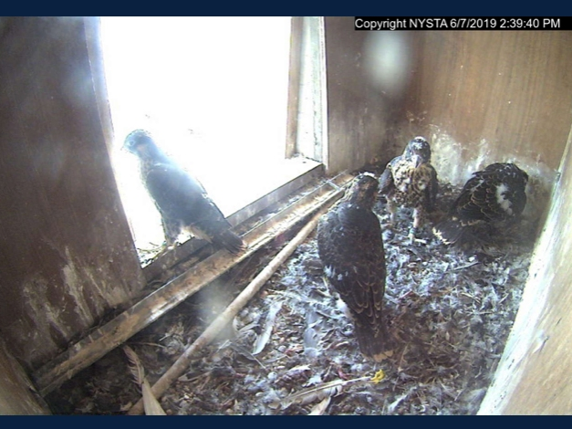 A screenshot of the young falcons from Friday, June 7, 2019.
