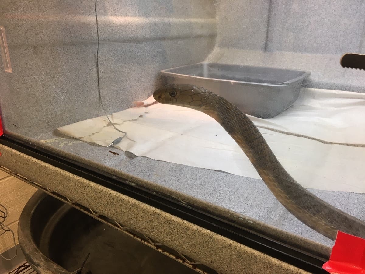 One of the king cobras from the largest seizure of illegal reptiles in the state's history.