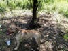 Police are investigating who abandoned this dog near I-84.