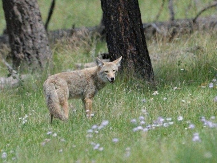 The Eastern Coyote is ubiquitous in the Hudson Valley.
