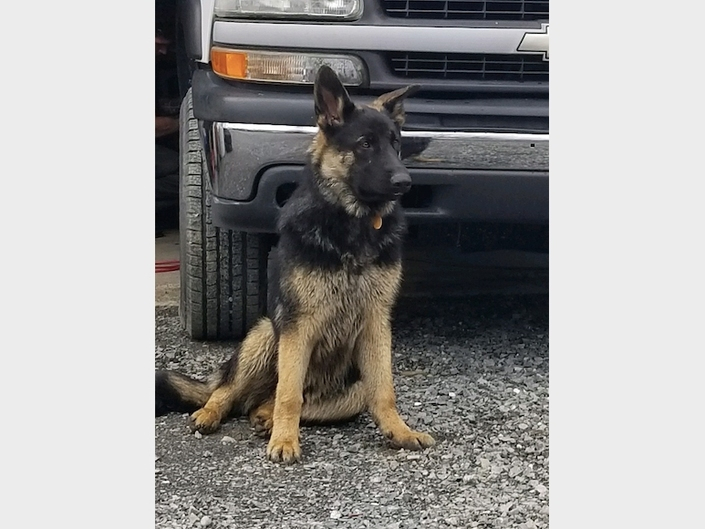 A reward is being offered for information about the fatal shooting of a dog in Columbia County. The image of the animal is not current.