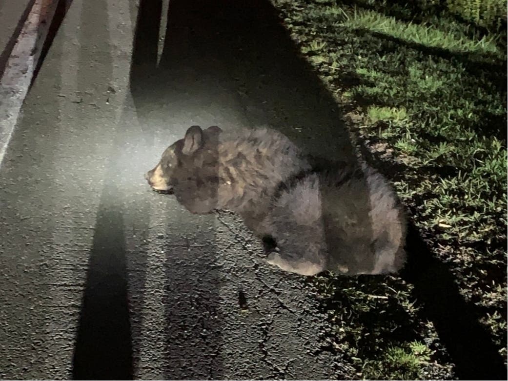 A black bear was helped back into the woods by police and a representative of a wildlife center.