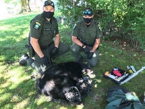 A bear that decided to hang around the City of Beacon was relocated by state environmental officers.