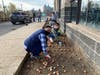 Volunteers planted more than 2,000 tulips Sunday at New Rochelle High School.
