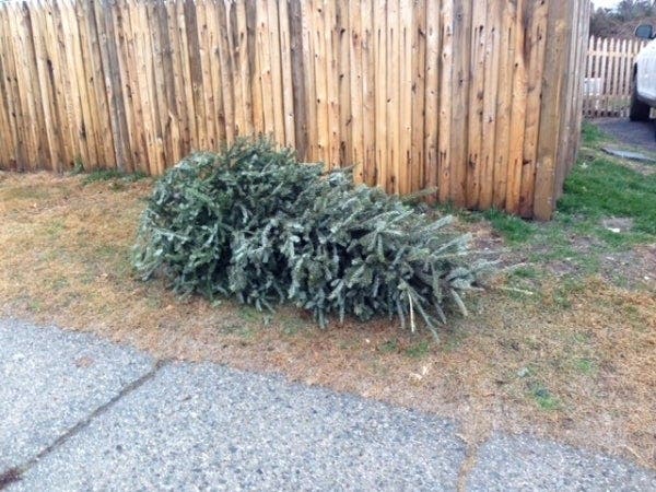 The town of Yorktown is still collecting and disposing of Christmas trees.