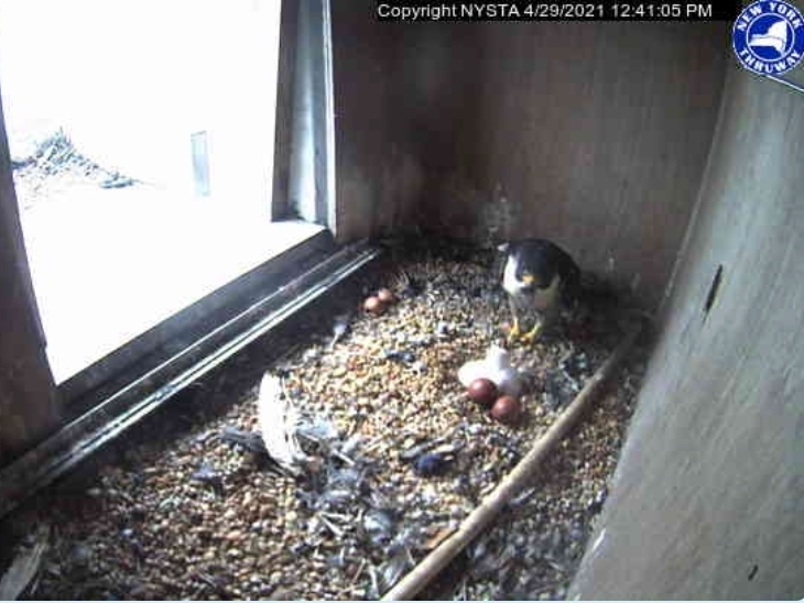 Two peregrine falcons are nesting high atop the Gov. Mario M. Cuomo Bridge and, so far, two chicks have hatched.