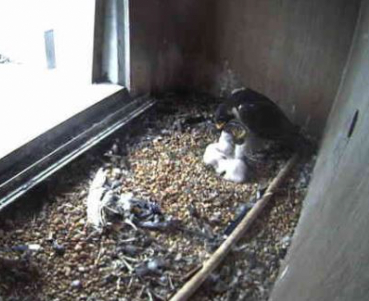 A third baby falcon hatched in the Gov. Mario M. Cuomo Bridge nest box.