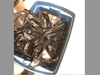 Rue was found in a tie-up garbage bag inside a sealed container.