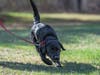 Acorn is a new accelerant detection canine with the Westchester County Police.