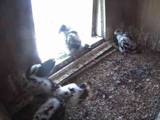 The public has picked names for the three peregrine falcon chicks that were hatched this year at the Gov. Mario M. Cuomo Bridge.