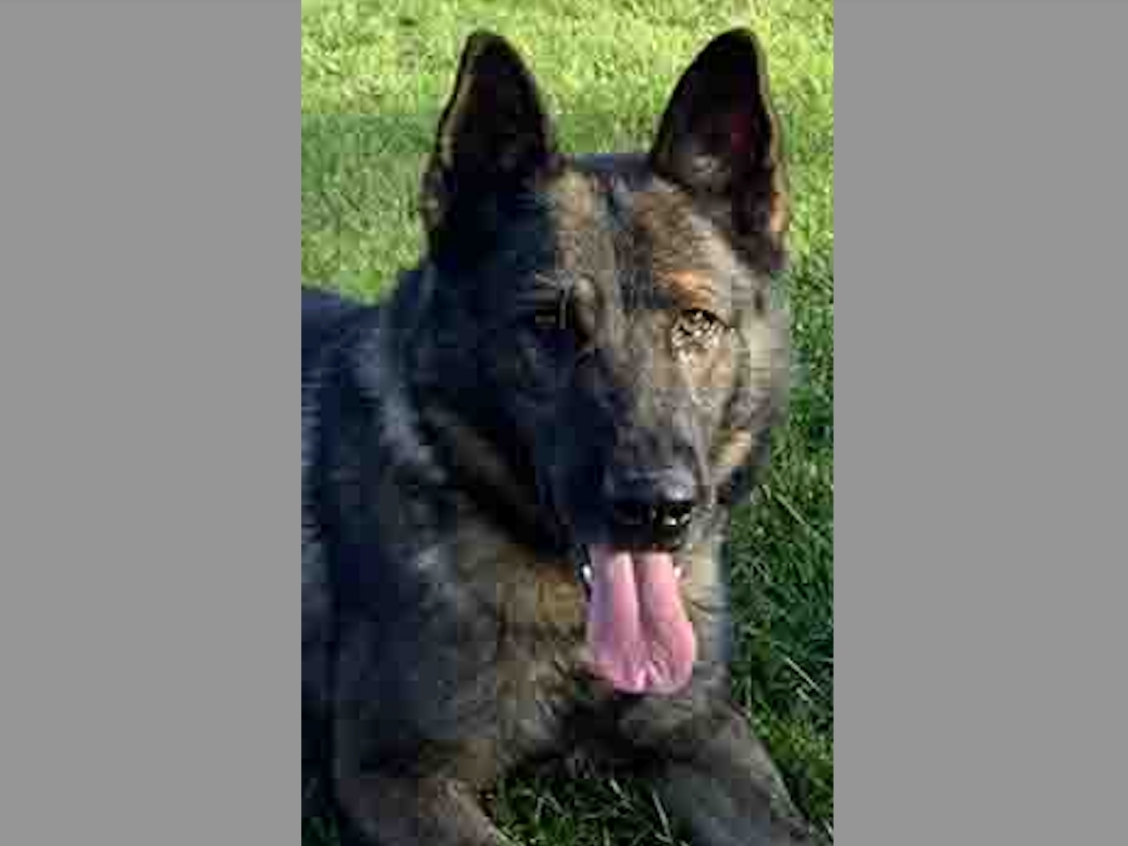 K-9 Rocky died after serving the county for more than five years.