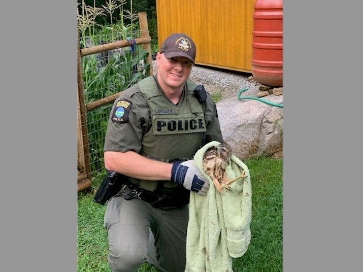 An environmental conservation officer rescued a hawk in Putnam County that was being attacked by some chickens.