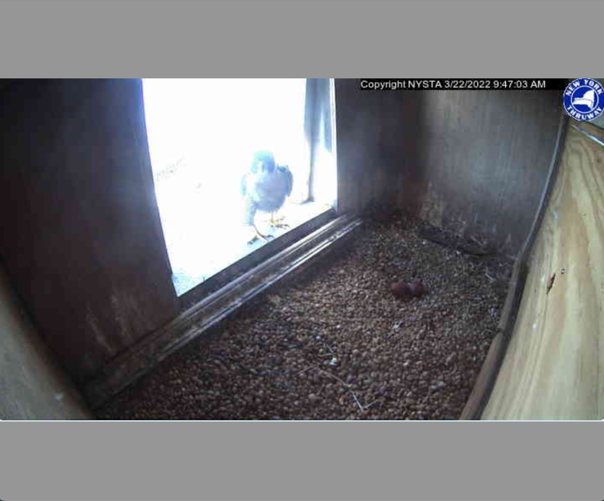 Falcons have laid two eggs in a nest atop the Gov. Mario M. Cuomo Bridge.