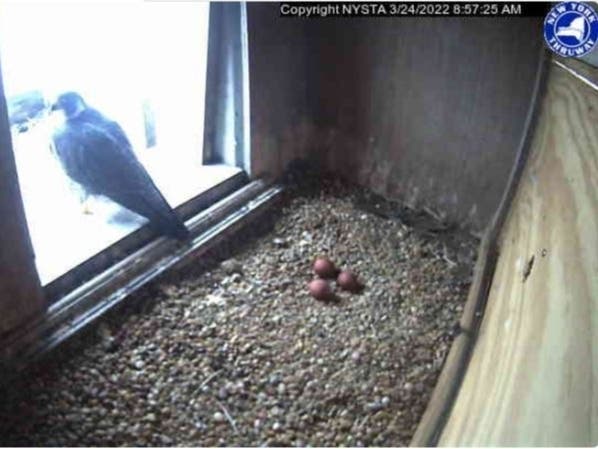 Falcons have laid three eggs in a nest atop the Gov. Mario M. Cuomo Bridge.