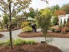 This garden is not to be missed. Learn about Japanese Maple (and yes, you can take one home!)