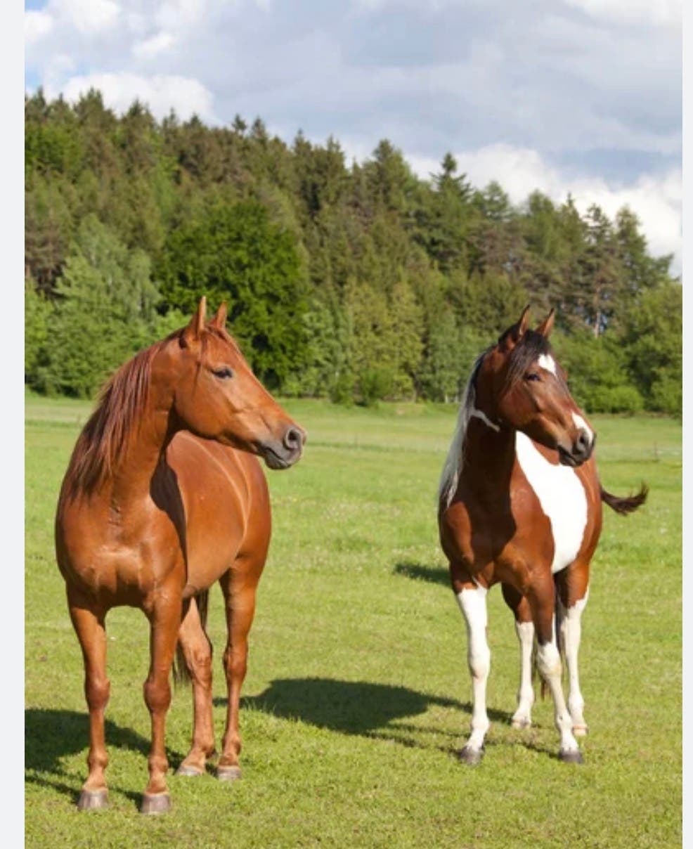 Horse & Tack Auction