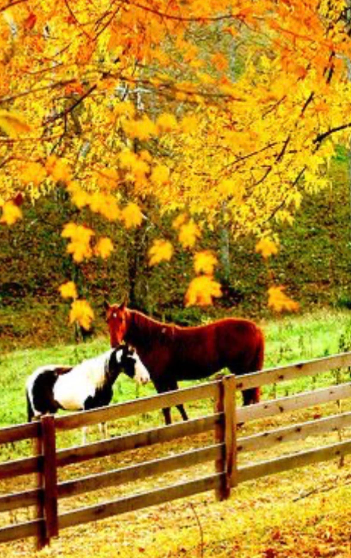 Horse & Tack Auction