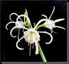 Lily by Photographic Artist Gini Moore