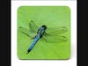 "Dragonflies"