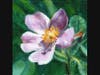 "Four Views of a Primrose"