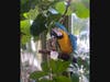 Hotel Maya's 'Maya-Animals' Experience On May 14 Featuring Parrots and Macaws with a Blue and Gold Macaw