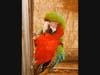 Hotel Maya's 'Maya-Animals' Experience On May 14 Featuring Parrots and Macaws with a Harlequin Macaw