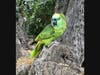 Hotel Maya's 'Maya-Animals' Experience On May 14 Featuring Parrots and Macaws with a Blue-Fronted Amazon Parrot 